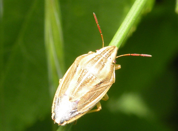 Pentatomidae: Aelia acuminata dell''Emilia (Reggio E.)